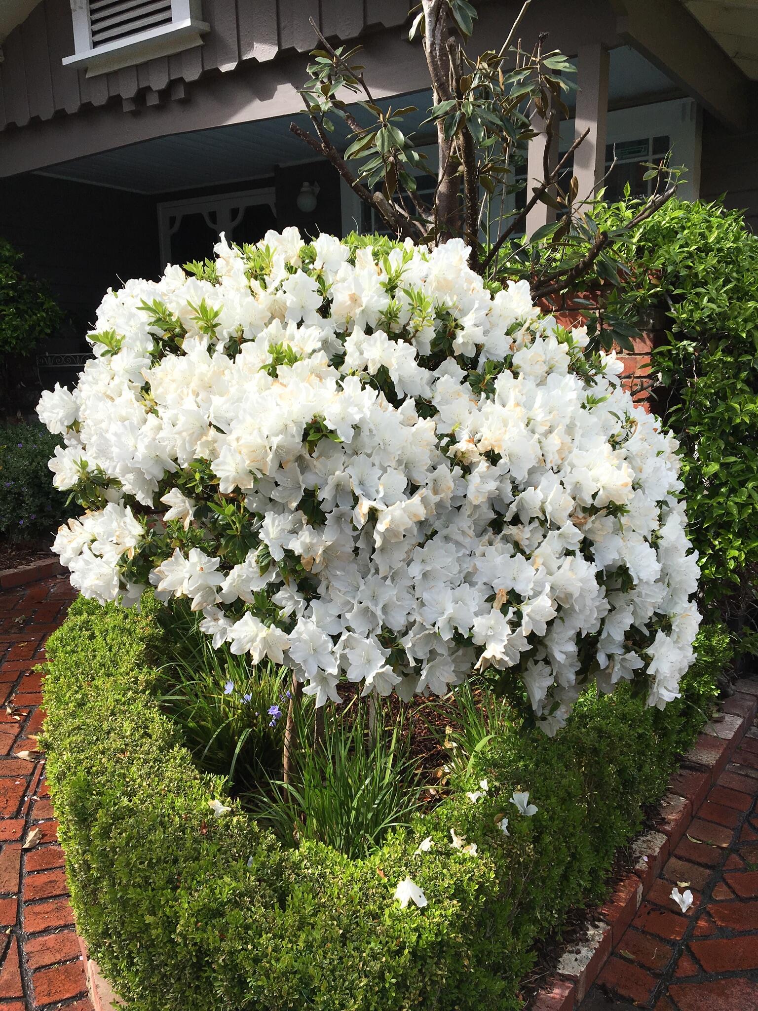 Landscaping project in Bayside